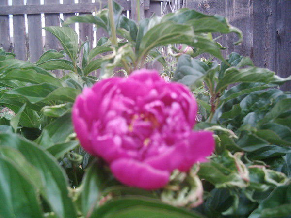 Елена Соснина