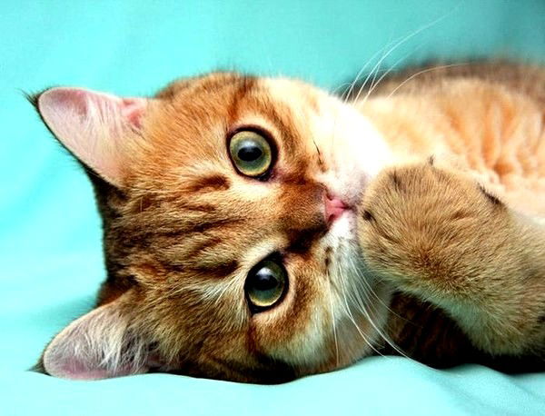 скажешь не приходи приходит скажешь не уходи уходит что это. Смотреть фото скажешь не приходи приходит скажешь не уходи уходит что это. Смотреть картинку скажешь не приходи приходит скажешь не уходи уходит что это. Картинка про скажешь не приходи приходит скажешь не уходи уходит что это. Фото скажешь не приходи приходит скажешь не уходи уходит что это