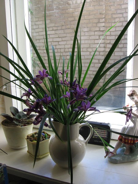 Милена Солнцева