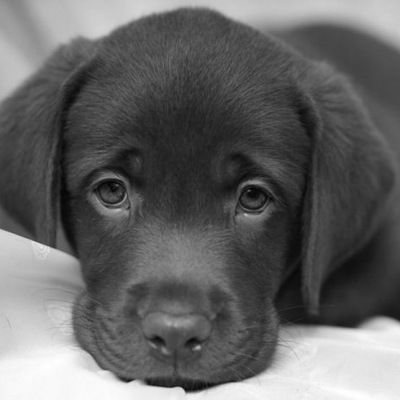 Евгений Степуркин