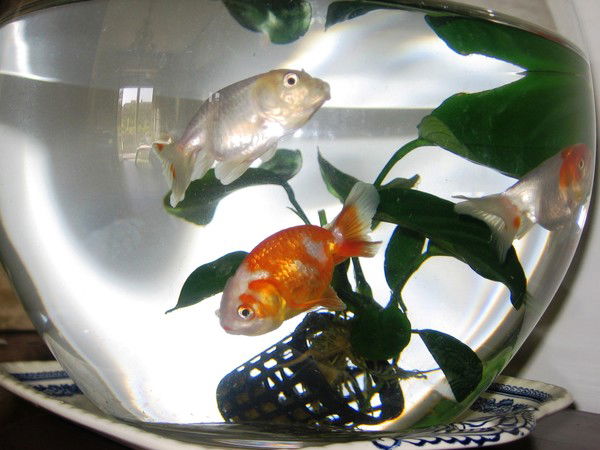 Николай Карпенко