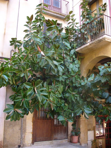 Ирина Карпенко