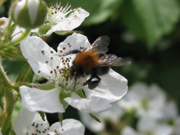 Елена Губарева