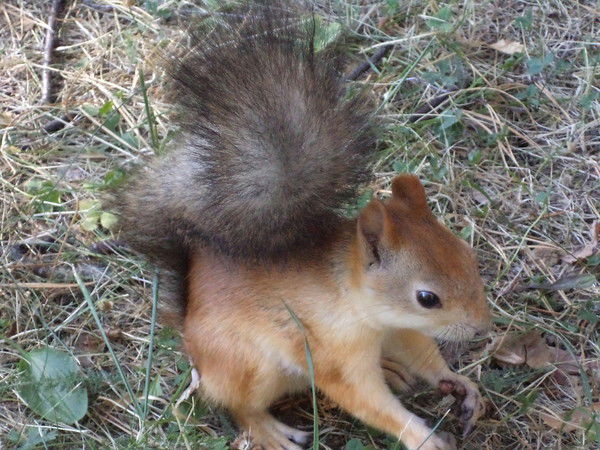 Нелли Гафурова