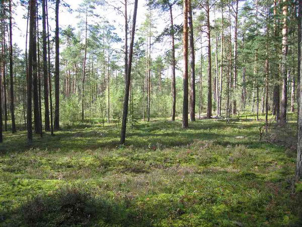 Элла Фастовская