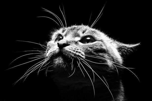 Давид Григорьев