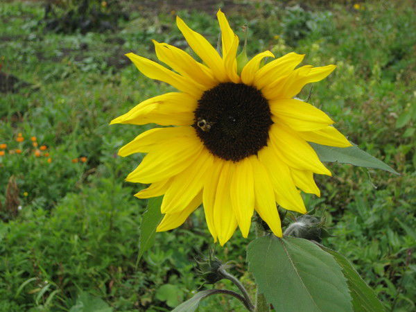 Игорь Николаевич