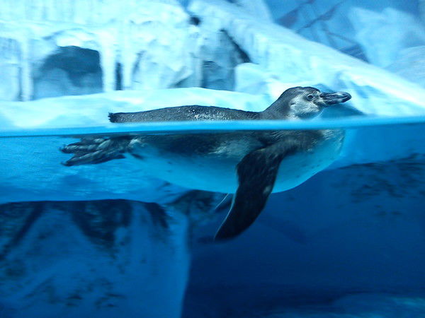 Анжела Санина