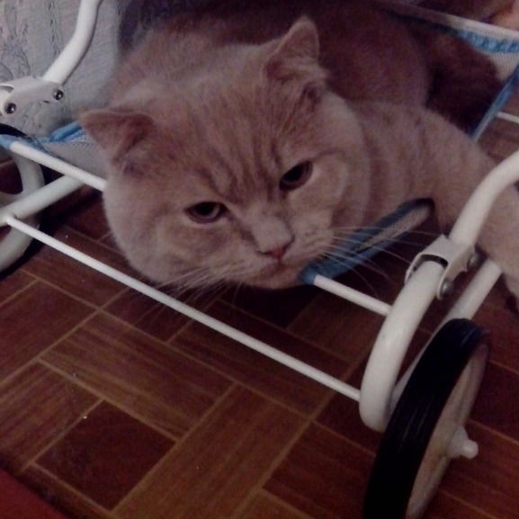 Вера Антипина