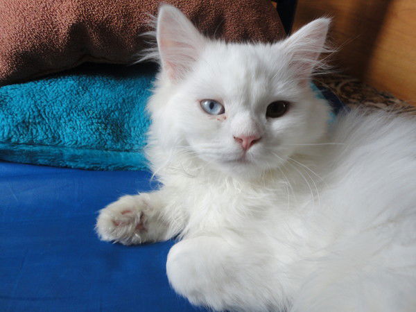 Елена Волгина