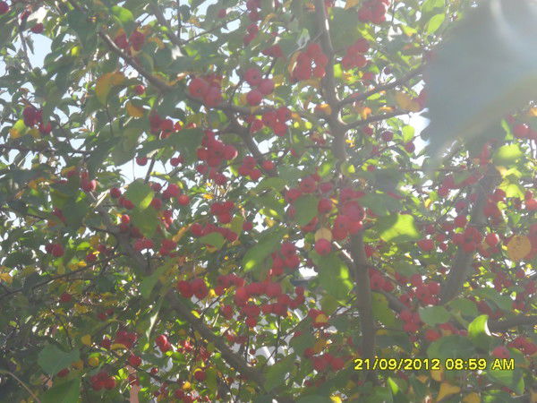 Глеб Тулекбаев