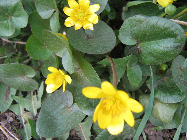 Олеся Володько