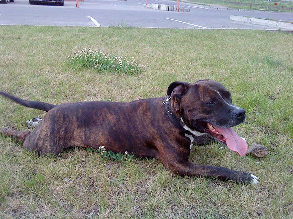 Наталья Шахматова