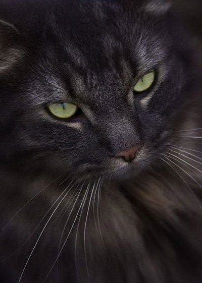 Инесска Сушко