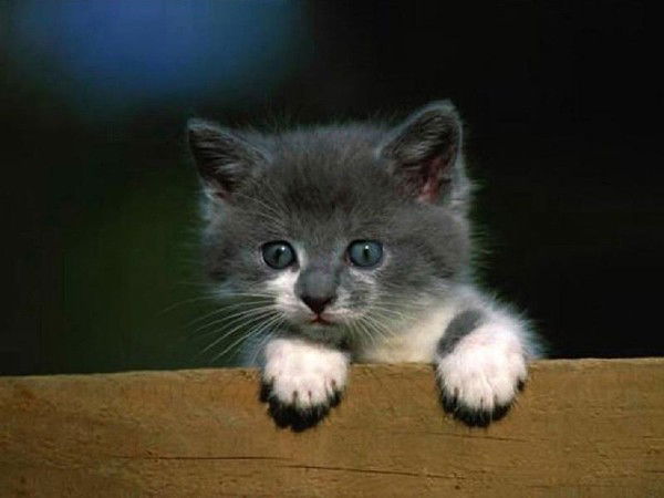 Маша Прыткова