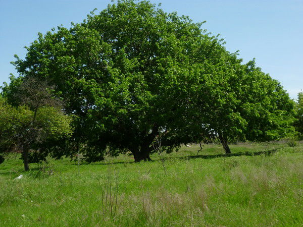 Степан Матейчик