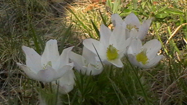 Наталья Натали