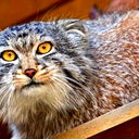 Александр Роткович