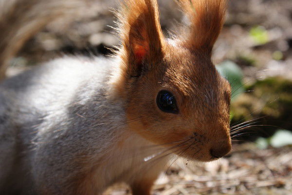 Виталий Бекметов