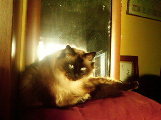 Николай Терещенко