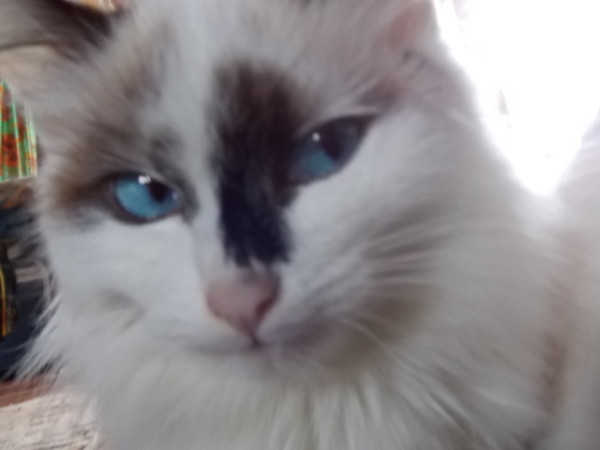 Вячеслав Замятин