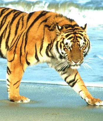 Валентина Николаева