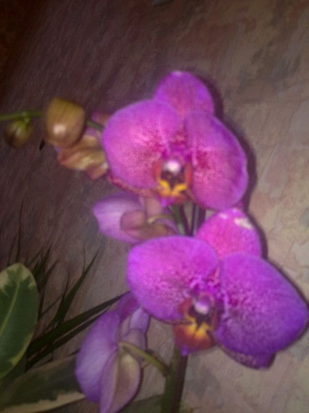 Наталья С***