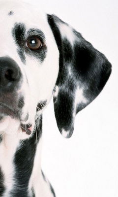 Максим Конорев