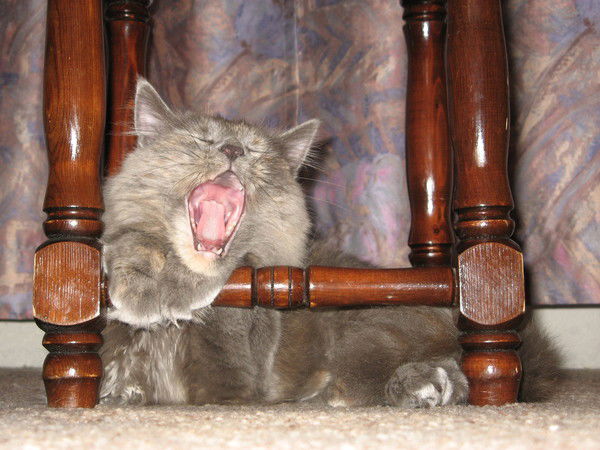 Елена Кушманова