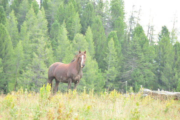 Николай Спиридонов