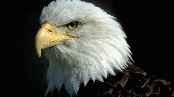 Рустам Кебиров