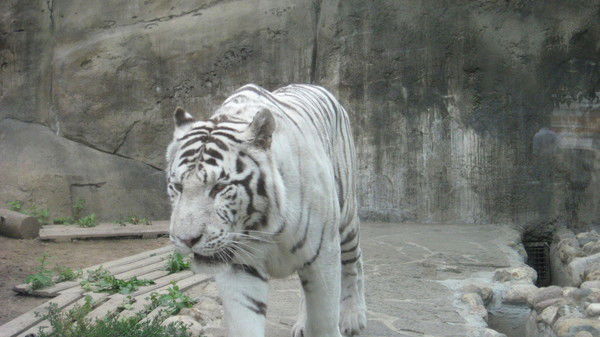 Наталья Галиева