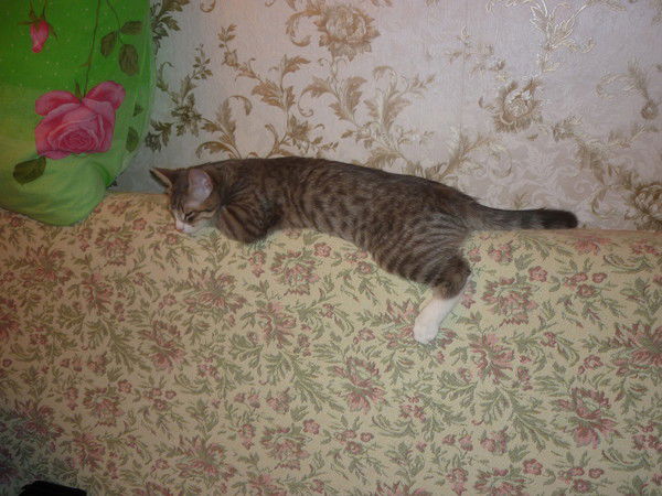 Незабудка @