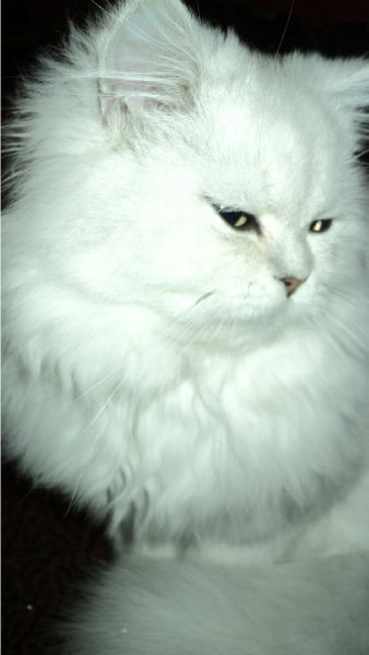 Евгения Щапкова