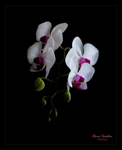 Ольга Королева