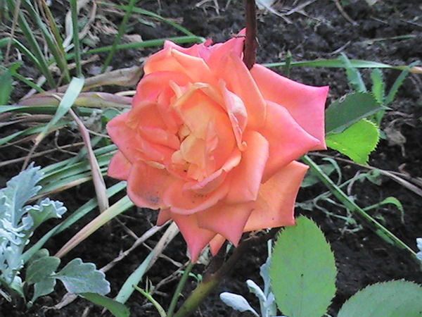 Ольга Гурьянова