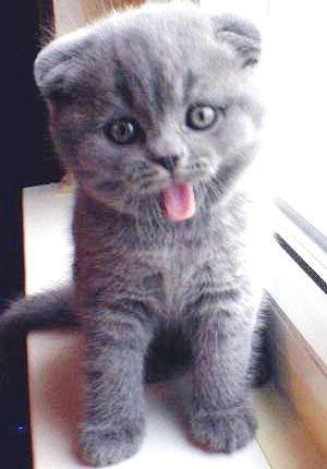 Наташа Серкова