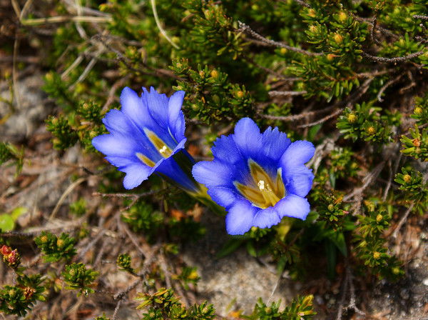 Алёна Антонова