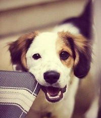 Артем Мелехов