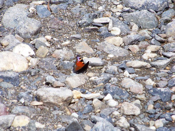 Екатерина Линк