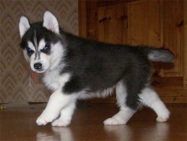 Иваненко Ксения Владимировна