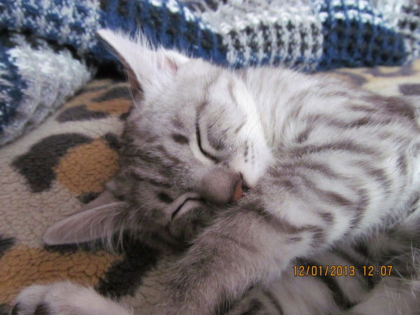 Ирина Павлова