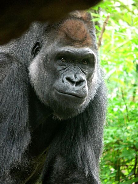 Владимир Глазов