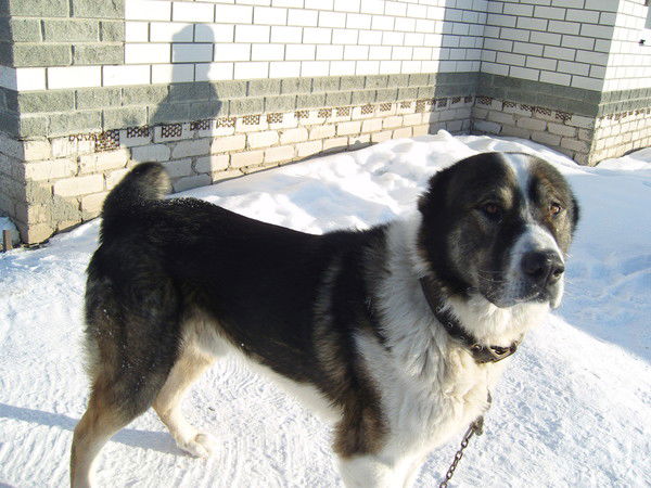 Анатолий Плющ