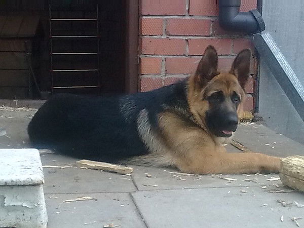 Павел Старицын