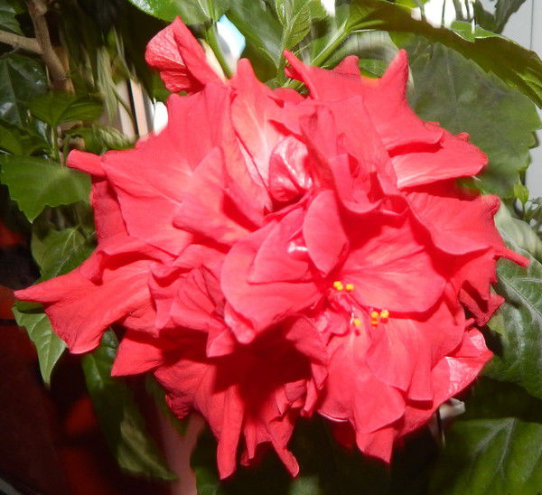 Наталья Салахова