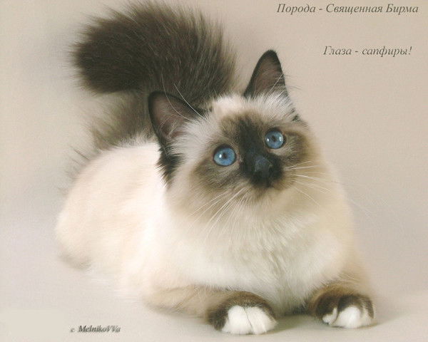 Лёлька Барс