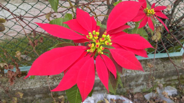 Татьяна Высоцкая