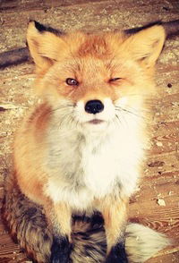 Лера Романова