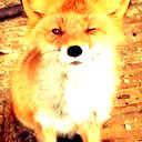 Лера Романова